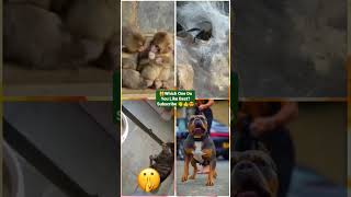 Funny Animal Videos 2022 - Funniest Cute Cats And Dogs Video #cat #shorts #animals #trending #tiktok