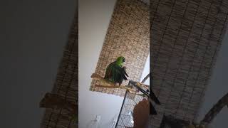 Amazon yellow nape parrot taking a dramatic shower 😂