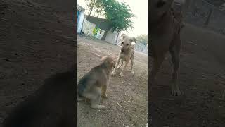 dog funny video jhagada kar raha hai a dog 🐕🤩 #shortvideo #viralvideo #viralshort #video #trending