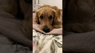 #dog #funny #video #shorts #like #subscribe #yt