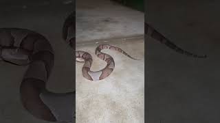 #creepycrawly #reptile #oklahoma #wildlife #nature #copperhead  Copperhead snake in my back yard