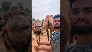 Aaj Ham Camel Ko  Dekhne Ke Liye Ja Rahe Hain ❤️ #viralvideo #youtubeshorts #trending #camels