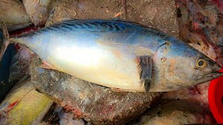 Bluefin Tuna Fish Cutting, Expert Bangladeshi Fisherman Fish Cutting At Fish Market