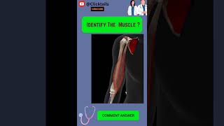 Identify the Muscle of upper limb quiz #anatomy #humananatomy #upperlimuscles