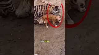 These tigers were afraid of the dog 🤯