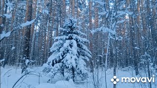 Еду в гости к кроликам через  снежную сказку соснового леса.