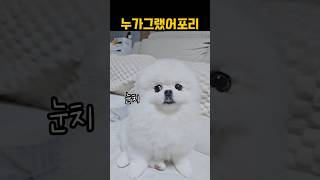 강아지 혼날때 반응 ㅋㅋ #dogshorts #shorts #포메라니안 #귀여운강아지 #아기강아지 #강아지반응 #cutedog #포메성격 #pomeranian #반려견 #강아지