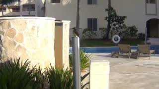 Yellow Bird in Puerto Morelos, Mexico