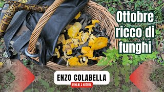 Porcini, galletti e trombette dei morti: ottobre 2024 ricco di funghi 😍🍄