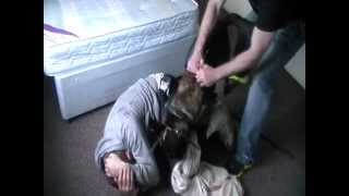 dutch shepherd Muzzle attack