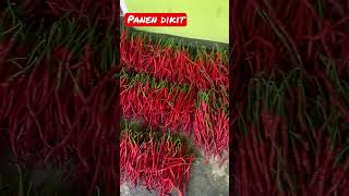 Panen cabe sumbar #shortvideo #shorts #short