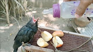 What Cuckoo Eats ? Top 10 Videos || Farooq Khan 33k