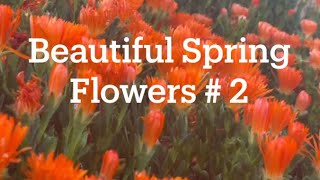 Beautiful Spring Flowers # 2