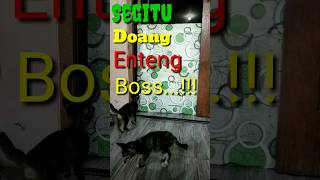 Dua anak kucing belajar loncat tinggi