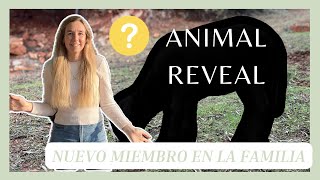 DESCUBRE al NUEVO ANIMAL en la FAMILIA | SECRETO REVELADO | Conoce a OVEJA ROBIN 👩🏼‍💻🐴🌿 Laura Raya