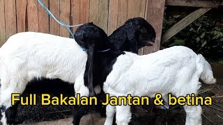 Kambing Kaligesing full bakalan jantan betina breeding peranakan ettawa