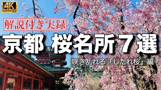 【感動の絶景】京都の桜名所  ７選　『しだれ桜』編