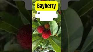 Bayberry Health Benefits  Medicinal Herb Plant #herbalmedicine #medicinalplants #holistichealth