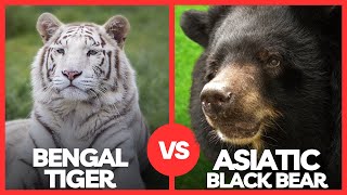 Bengal Tiger vs Asiatic Black Bear - Who Is More Powerful?