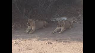 Lioness & Cubs, South Luangwa NP Zambia