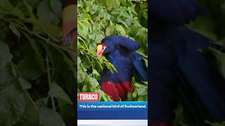 "The Turaco: Switzerland's Majestic National Bird Revealed"