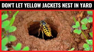 How To Get Rid Of Yellow Jackets In Ground Naturally?In Just Minutes