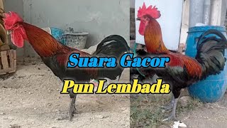 AYAM PELUNG JUARA | PUN LEMBADA