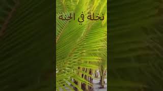 قال ﷺ أكثروا من هذه الكلمتين #shorts