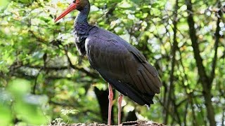 BURUNG BANGAU HITAM DI ALAM LIAR