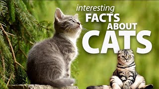 Interesting Facts about Cats