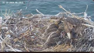 Port Lincoln Osprey 31.10.2024 06:27