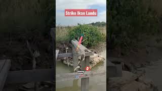 Strike Ikan Lundu @gondrongbrewok