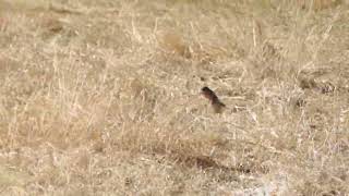 Say's Phoebe hovering to catch bugs