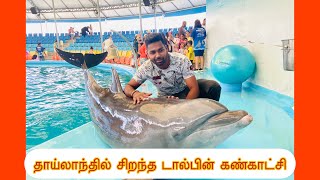 best dolphin show in thailand dolphins bay phuket /தாய்லாந்தில் சிறந்த டால்பின் கண்காட்சி