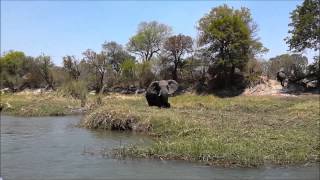 Elephant Fishing Encounter