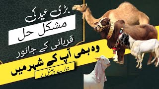 #Eid Ul Azha Special Bakra Eid