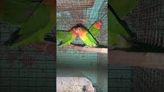 🥰Love Birds🥰          #animals #viral #viralvideo #birds #cute #amazing #viralshorts #love