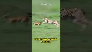 Cheetah vs Gazelle: The Ultimate Speed Duel!