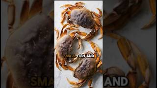 Dungeness Crab: The Ocean’s Hidden Treasure with a Taste of the Wild #crab