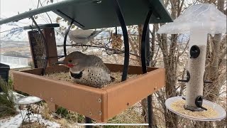 Live Feeder Cam