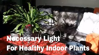 Sunlight Requirements For Plants Year Round | Fall and Winter Care