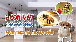 PHONG THỦY 24H | 7 con vật may mắn chạy vào nhà sẽ mang lại nhiều Tài Lộc