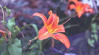 MVI 0468 (Canon EOS 700D 'Rebel T5i' / EF-S18-135mm f/3.5-5.6 IS STM) Video Test