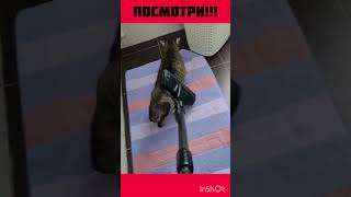 Что за кот?! 😱 #юмор #прикол #животные #коты #смешное