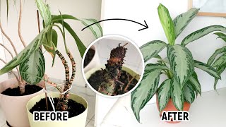 FROM SEVERE ROOT ROT TO THRIVING | Save and rejuvenate Aglaonema Silver Queen | CHINESE EVERGREEN