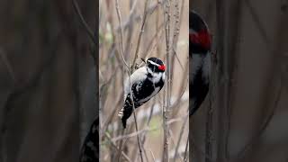 Watch this woodpecker find breakfast! Nature is amazing. Slowed down to #120fps. #wildlife #birds