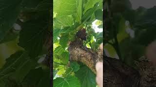 Plenty of Ripen Mulberries 🥰