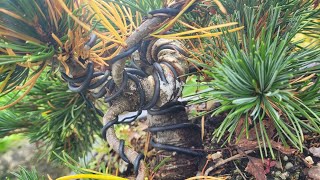 creating old bonsai in just 1 year. Japanese white pine.