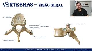 Vértebras, visão geral - Esqueleto axial - Sistema esquelético - Anatomia direto ao ponto!