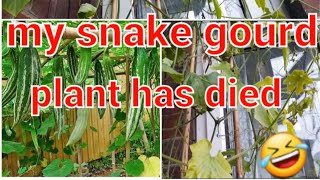 My snake gourd plant has died.